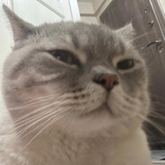 Vicc