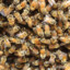 Ten Thousand Bees