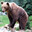 Bear avatar