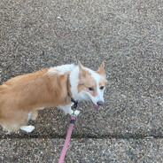 Willba