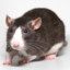 little_rat