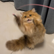 你敢压力我一下你试试