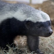 Thomas Elphanten Scheißer