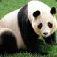 FR - PANDA28240