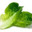 slimy lettuce