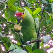 Paco