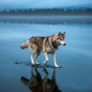 害怕丶高清限定