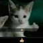 Cat Facts!