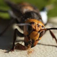 VESPA-GIGANTE-ASIATICA!