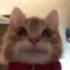 zushicat