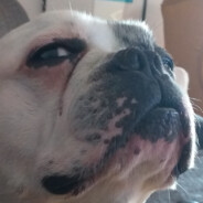 Pedrobcv