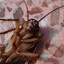 Blatta orientalis Linnaeus
