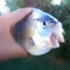 6 for 5, 1lb fish