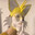 Varyal