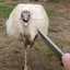 Mork, Murderer of Rhea