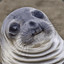 Seal ^-^