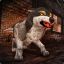 Imir