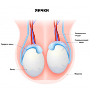 яйца с гнилью