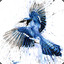 Lord_BlueJay