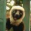 Zoboomafoo