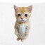 El Gato (Real)