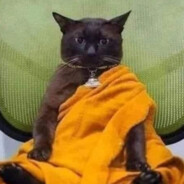 buddha cat