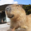 capybara enjoyer