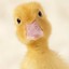 Quack_Quack