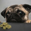 Nugs of Pugs