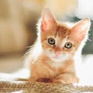 KittenCuddler82 - steam id 76561199227413532