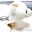polarbear