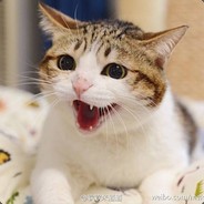 抹茶奶盖芒果绿