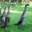 MariusTheDuck