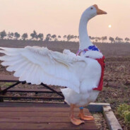 翻斗花园第一深情