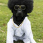 disco dog