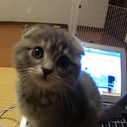 зёпик