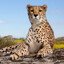 Neon Cheetahz
