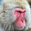 O macaco