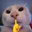 SIGMA CAT
