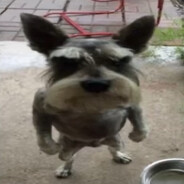 gordo mongolico