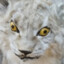 Vetkop's avatar
