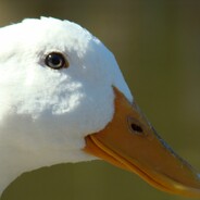 Голубая устрица