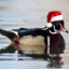 Woodduck