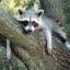 Rudi_Raccoon