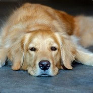 xhiroz