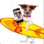 Cool Dog with a Surfboard