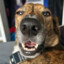 ! Doog.-
