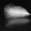 White Feather