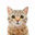 EvilKitty