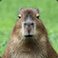 Capibara